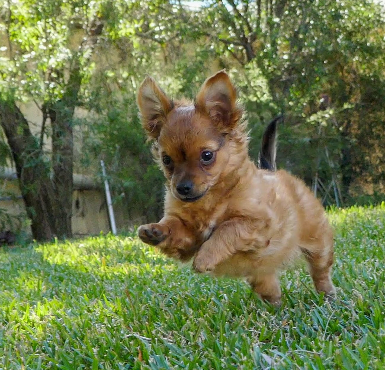 Chiot chihuahua fauve au poil long, bondissant dans l'herbe