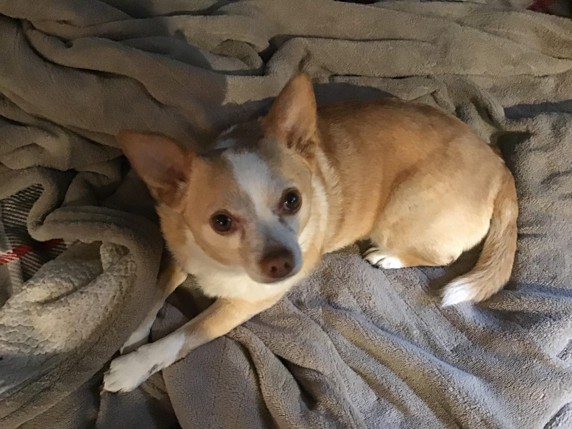 Chihuahua adulte fauve et blanc, couché confortablement sur une couverture