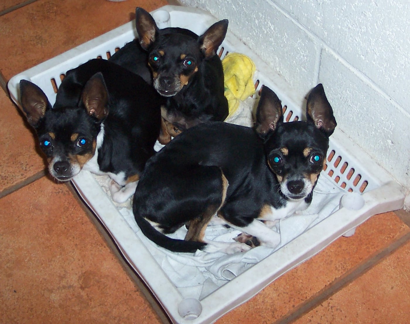 Quatre chiots chihuahuas noir et feu blottis dans un panier