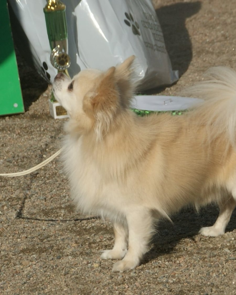 Chihuahua adulte au poil long, à l'extérieur